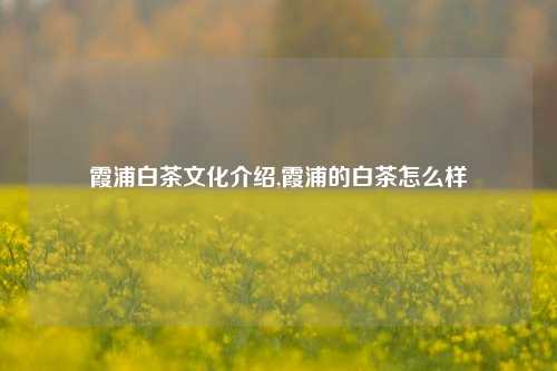 霞浦白茶文化介绍,霞浦的白茶怎么样