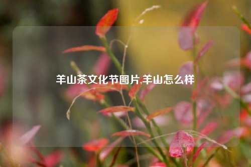 羊山茶文化节图片,羊山怎么样