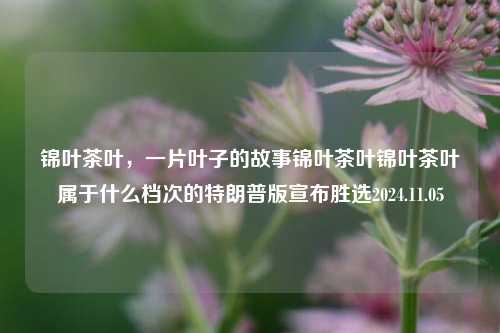 锦叶茶叶，一片叶子的故事锦叶茶叶锦叶茶叶属于什么档次的特朗普版宣布胜选2024.11.05