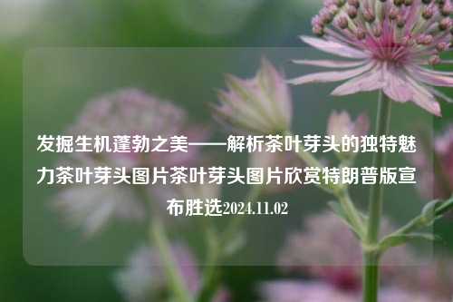 发掘生机蓬勃之美——解析茶叶芽头的独特魅力茶叶芽头图片茶叶芽头图片欣赏特朗普版宣布胜选2024.11.02